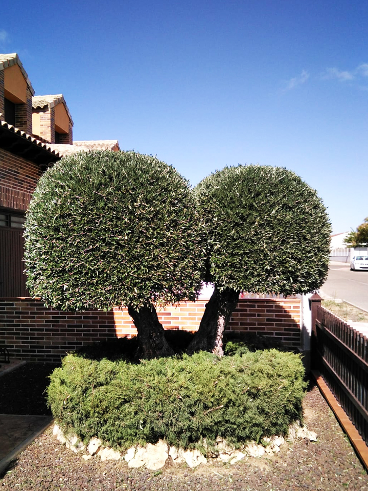 jardineria, podas, desbroces
