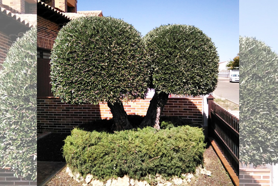 jardineria, podas, desbroces